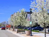 Trees blooming in Meridian Downtown